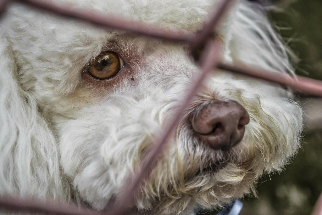 Sad dog looking out from behind the fence - an analogy to trying to navigate censored internet.