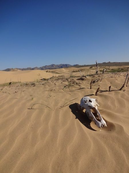 Horse skull in the Little Gobi Desert