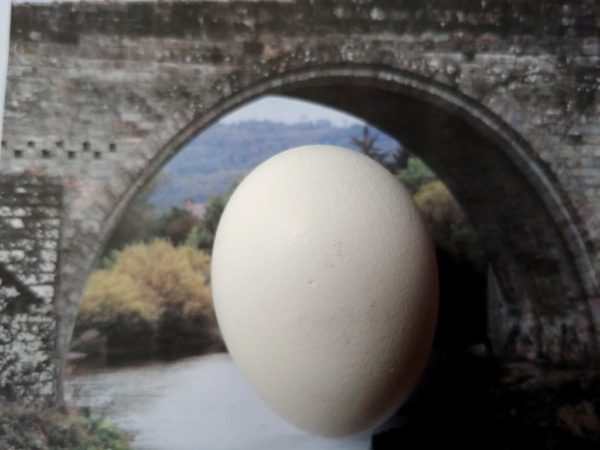 Shape of arch in egg and bridge