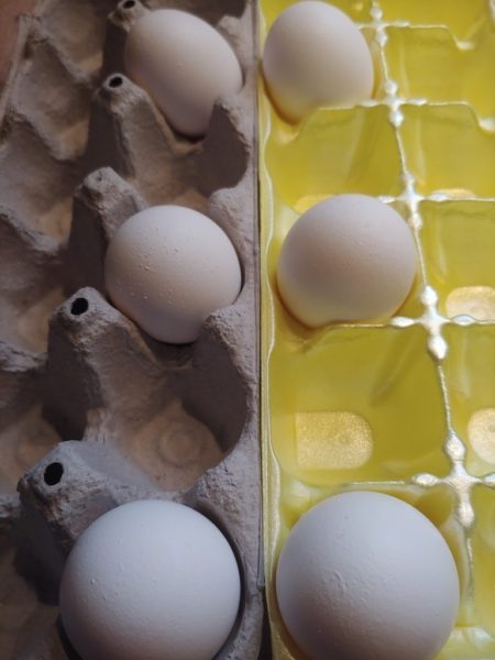 eggs in cartons