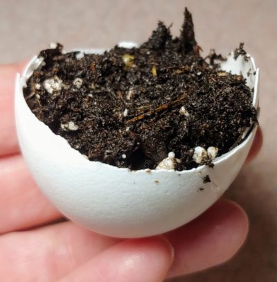 Recycle eggshells for growing seeds.