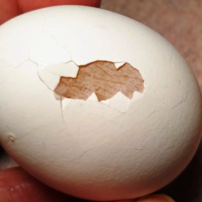 The Anatomy of an Eggshell, Part 1, Eggs