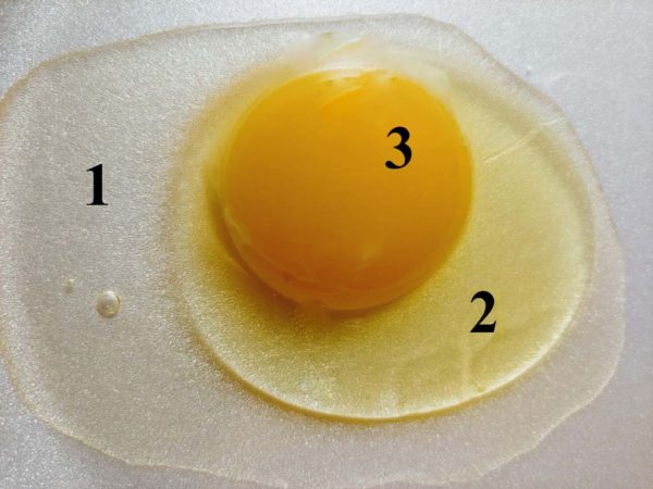 Three parts of egg anatomy