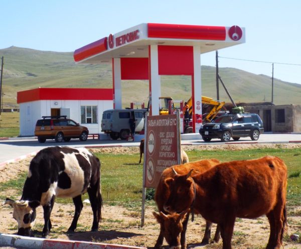 Mongolian Gas Station and Grazing Cows