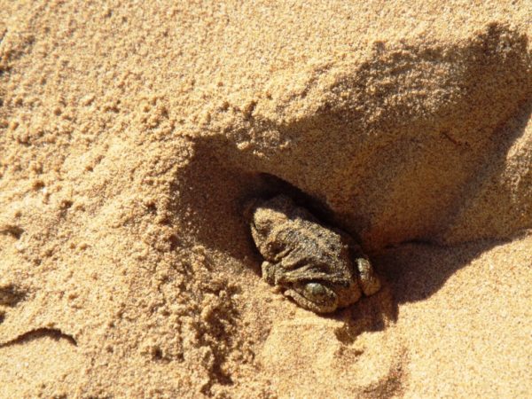 Sand toad
