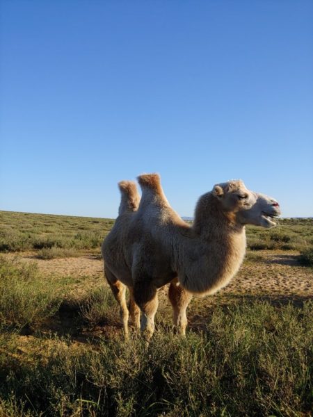 A Bactrian camel at the Khogno Khan National Park. 
