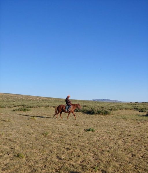 Lone horse rider in Mongolia