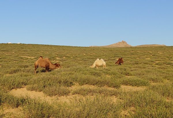 Grazing Camels, Khongo Khan, Mongolia