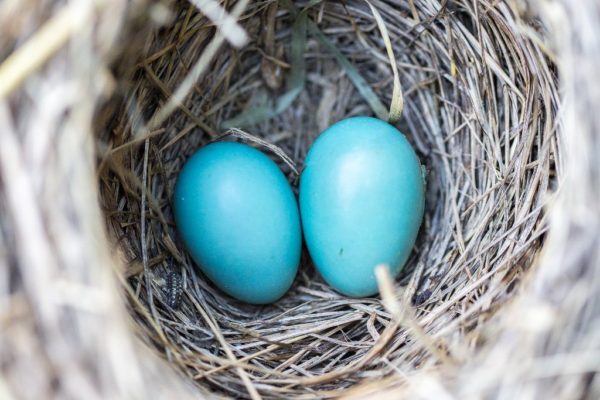 Blue Robin's eggs in a nest.
