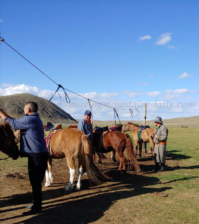 Working with horses in Mongolia