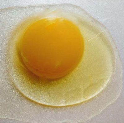 Anatomy of an Egg, Part II