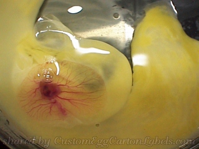 The yolk sac of a developing chick