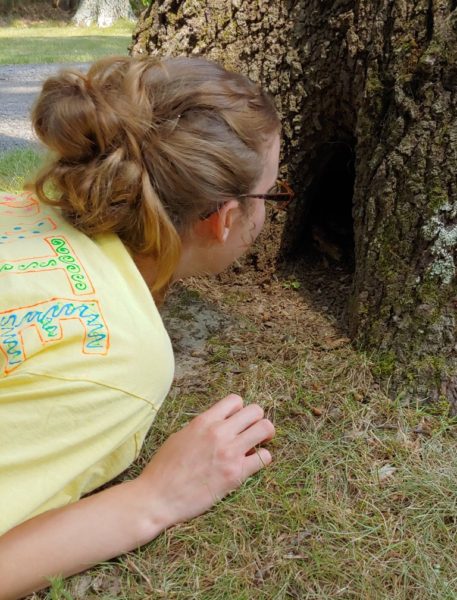 Girl looking in a tree hole.