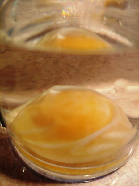 Deflated egg by osmosis