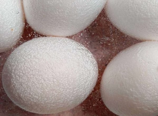 Bubbles form on the egg shells as vinegar begins to dissolve the calcium carbonate.