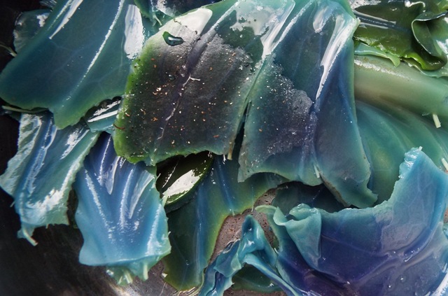 Cabbage that no longer contains purple pigment.