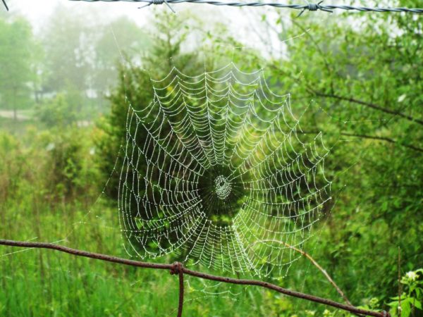 Spider web highlighted by the dew.