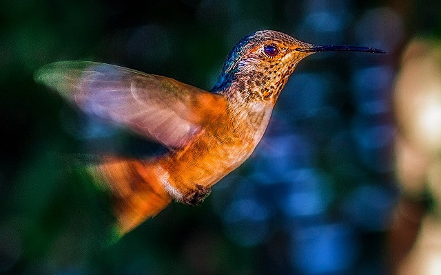 Hummingbird in flight