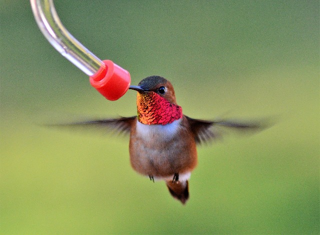 Feeding hummingbirds with homemade dye-free nectar.