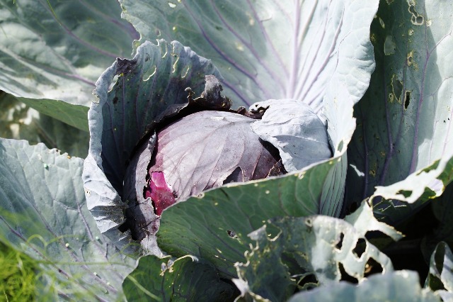A head of purple cabbage.