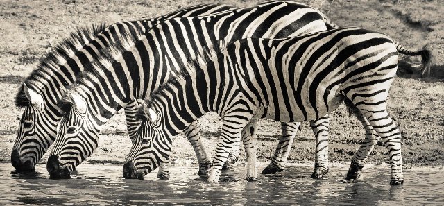 Zebras drinking water