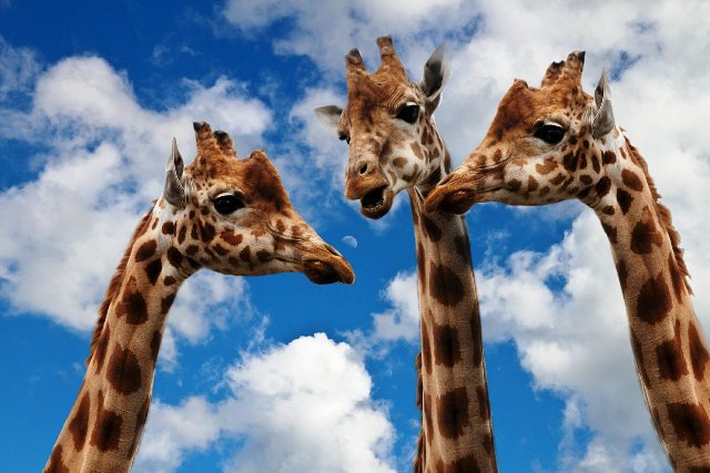 Three Giraffes