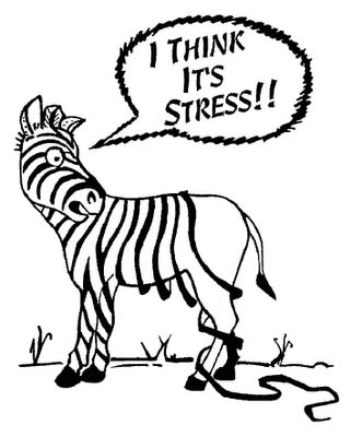 Stressed Zebra loosing stripes