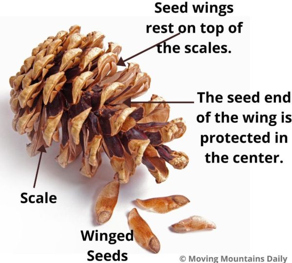 Cone with Winged Seeds