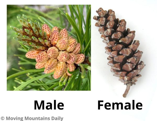 Male and Female Cones