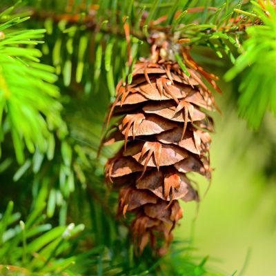 Taking the confusion out of Identifying Conifers for Kids