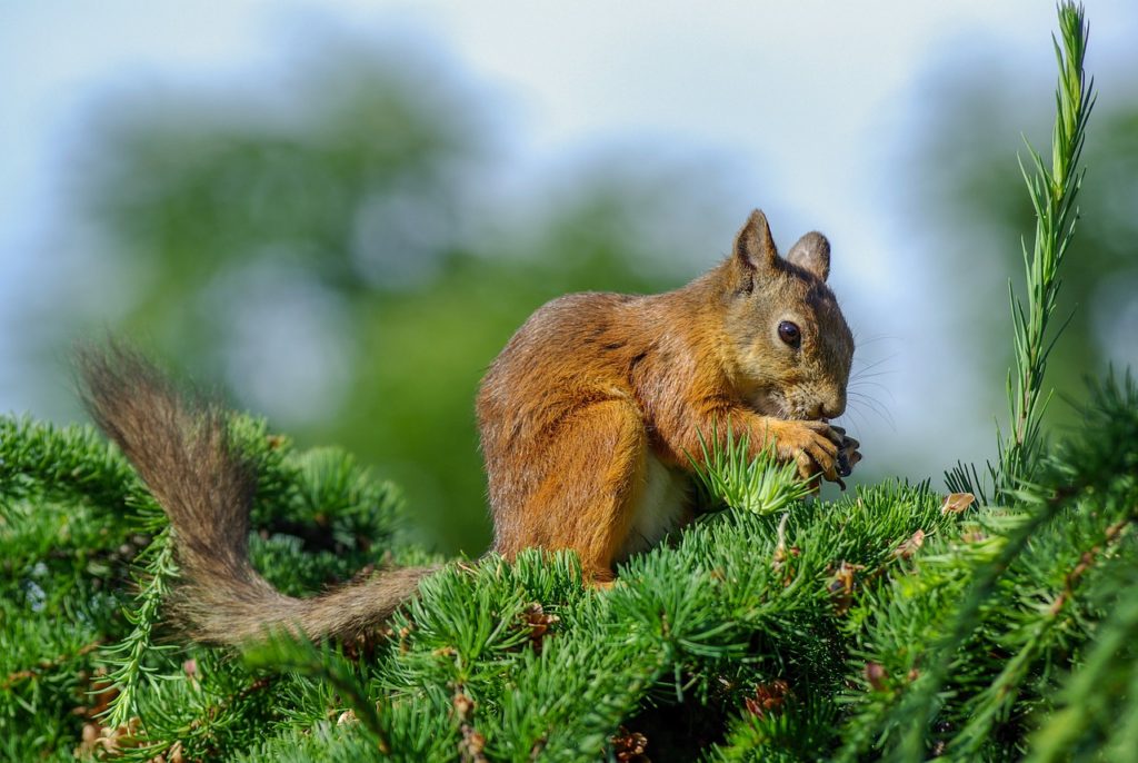 Squirrel eating cones on an evergreen