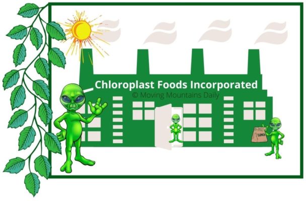 Chlorophyll workers at the Chloroplast factory