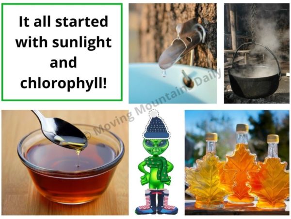 Maple Syrup a taste of Photosynthesis