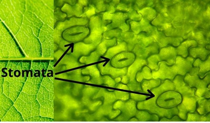 Stomata guard cells on the back side of a leaf