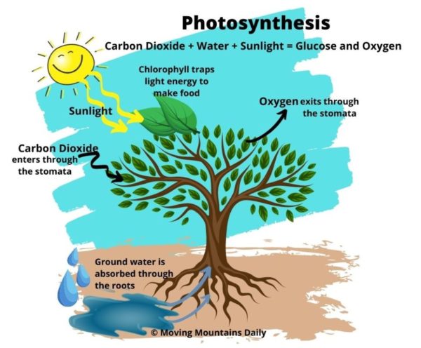 stomata in photosynthesis