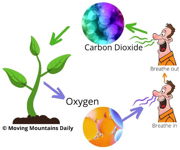 Oxygen and Carbon Cycles