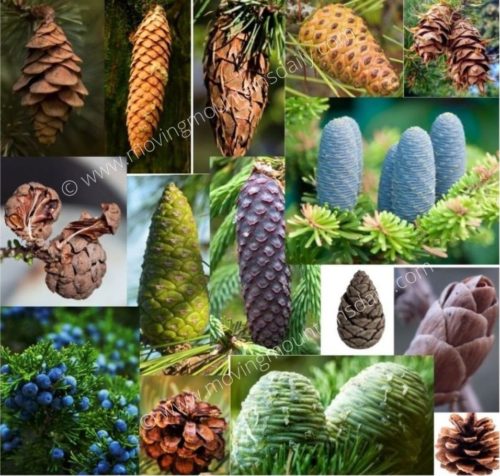 A collage of different types of pinecones