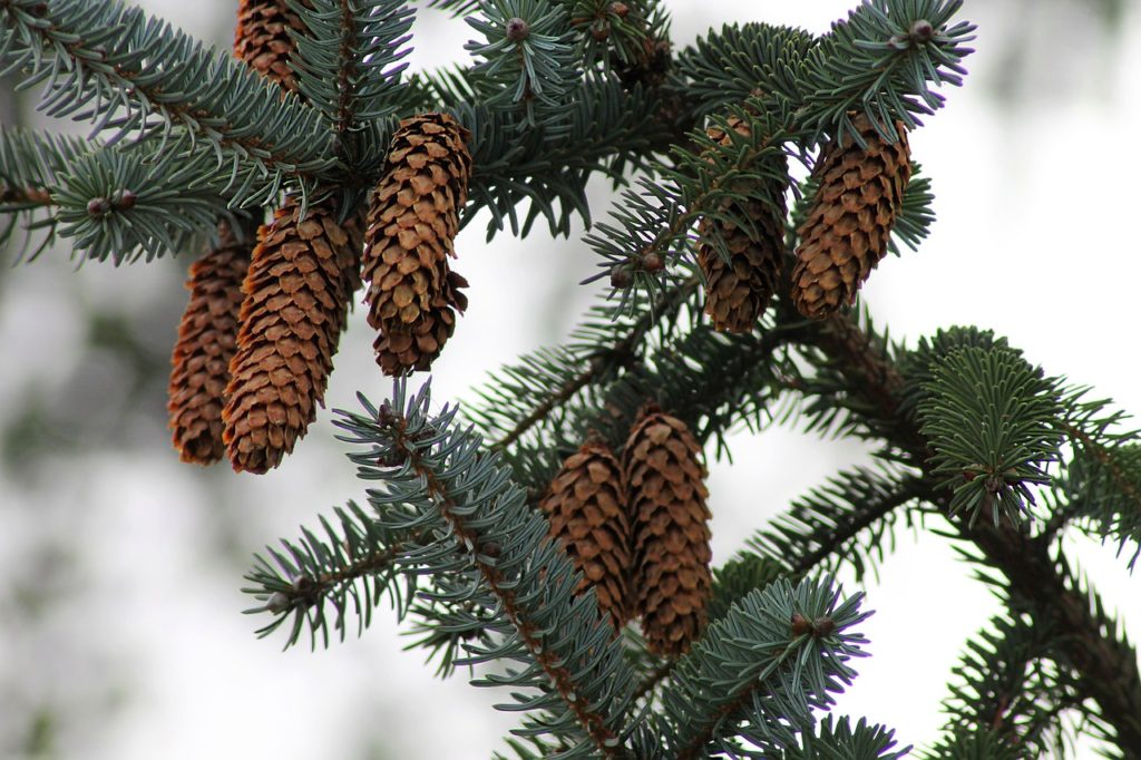 Blue Spruce and cones