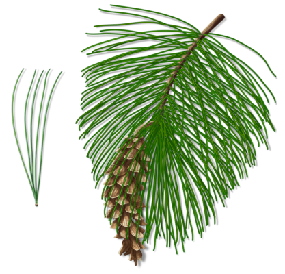 Identifying Conifers: The White Pine
