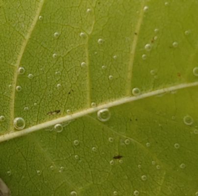 A leaf underwater shows the bubbles from oxygen escaping during photosynthesis.