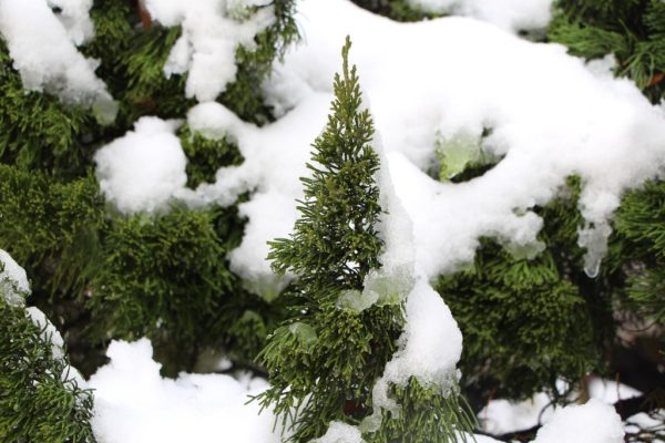 Junipers with snow in the winter.