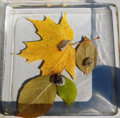 Cellular Respiration Science Lab. Leaves underwater create oxygen bubbles.