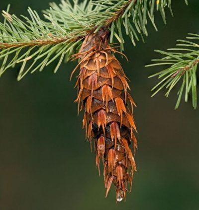 douglas fir tree cone