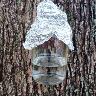 Sap in a glass jar hanging on a tap.