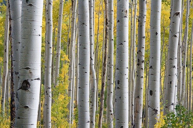 Birch trees are used for Birch Tree Syrup