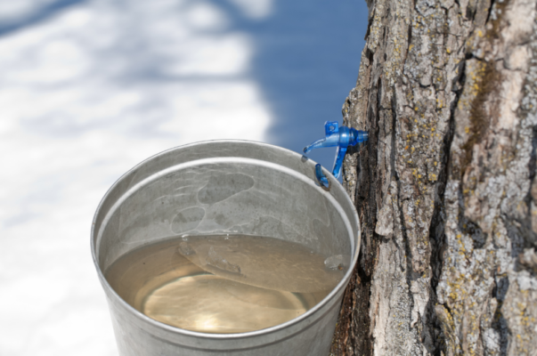 Sap in a bucket