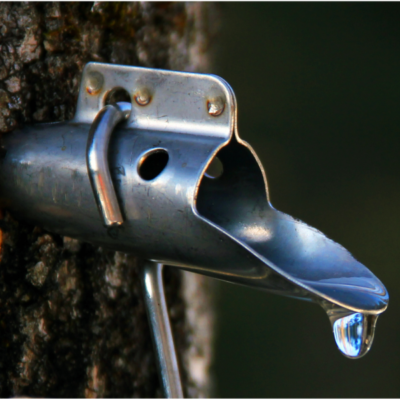 Sap dripping from a tree tap.
