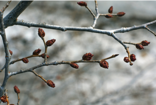 Springtime Buds