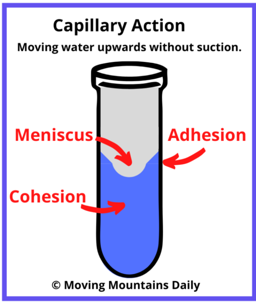 Capillary Action in a Tube