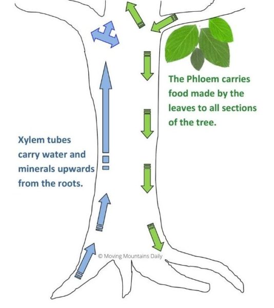 Diagram of the xylem and phloem transportation system